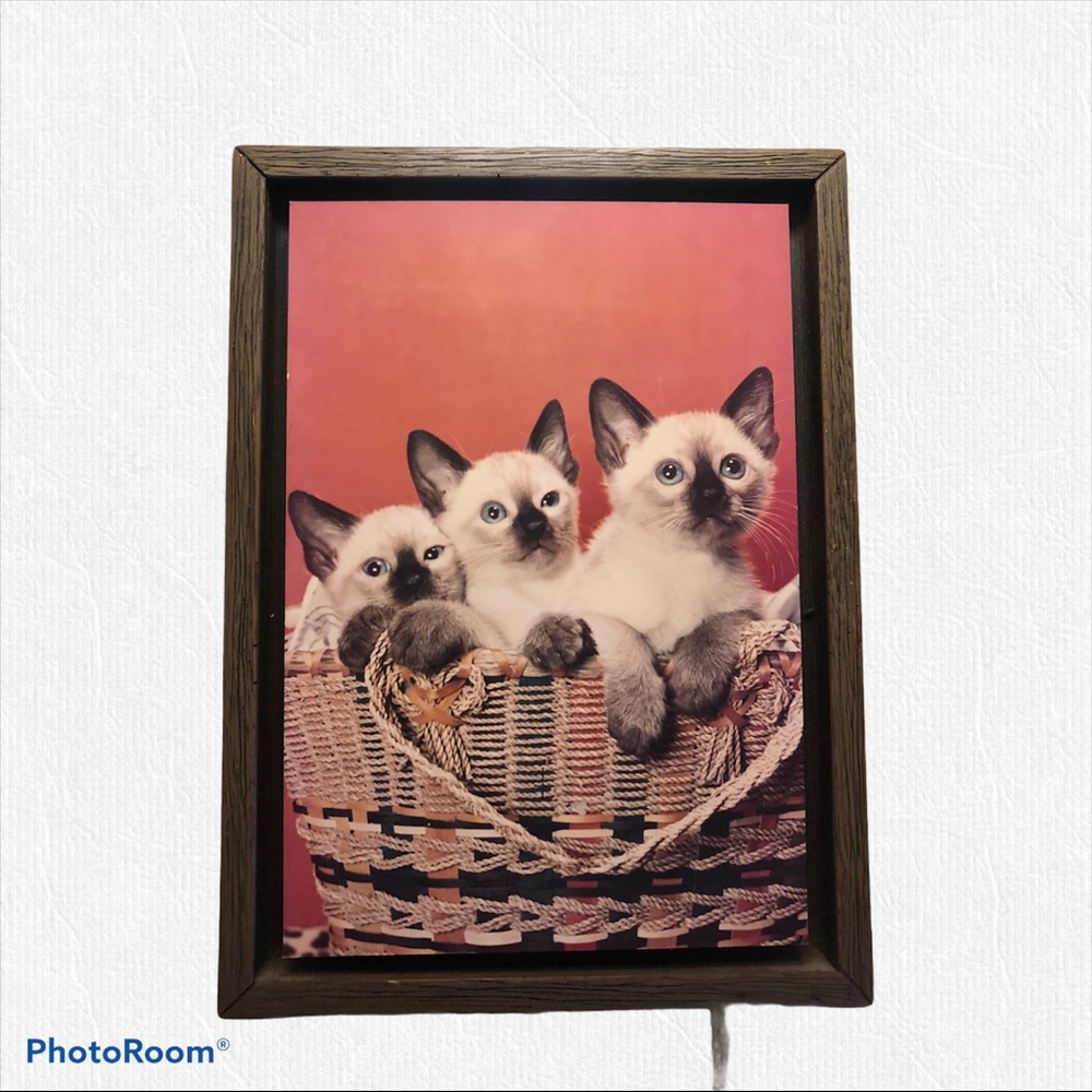 Paula’s impressions picture of kittens